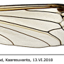 Tanyptera (Tanyptera) nigricornis nigricornis: wing
