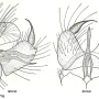 Tasiocera (Dasymolophilus) exigua : hypopygium Tasiocera (Dasymolophilus) exigua : hypopygium
