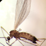 Tasiocera (Dasymolophilus) murina : habitus - female