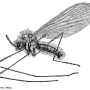 Tasiocera (Dasymolophilus) murina : habitus - male