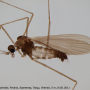 Tasiocera (Dasymolophilus) murina : habitus - male