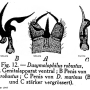 Tasiocera (Dasymolophilus) murina : hypopygium