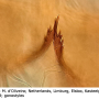 Tasiocera (Dasymolophilus) murina : hypopygium