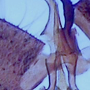 Tasiocera (Dasymolophilus) murina : hypopygium