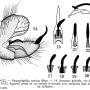Tasiocera (Dasymolophilus) murina : hypopygium