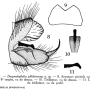 Tasiocera (Dasymolophilus) murina : hypopygium