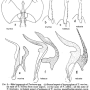 Tasiocera (Dasymolophilus) murina : hypopygium