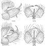 Tasiocera (Dasymolophilus) murina : hypopygium