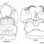 Tasiocera (Dasymolophilus) murina : hypopygium