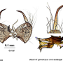 Tasiocera (Dasymolophilus) murina : hypopygium