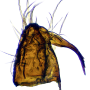 Tasiocera (Dasymolophilus) murina : hypopygium