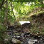 Tasiocera (Dasymolophilus) murina : habitat