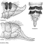 Tasiocera (Dasymolophilus) murina : ovipositor