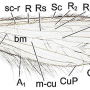 Tasiocera (Dasymolophilus) murina : wing