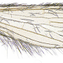 Tasiocera (Dasymolophilus) murina : wing