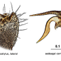 Tasiocera (Dasymolophilus) robusta : hypopygium