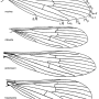 Tasiocera (Dasymolophilus) robusta : wing