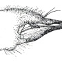 Thaumastoptera (Thaumastoptera) calceata : ovipositor
