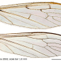 Thaumastoptera (Thaumastoptera) calceata : wing