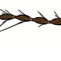 Thrypticomyia unisetosa unisetosa: body part(s) - antenna