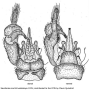 Thrypticomyia unisetosa unisetosa: hypopygium