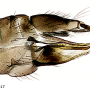 Thrypticomyia unisetosa unisetosa: ovipositor