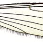Thrypticomyia unisetosa unisetosa: wing