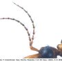 Tipula (Lunatipula) alpina : body part(s) - antenna