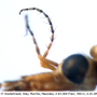 Tipula (Lunatipula) alpina : body part(s) - antenna