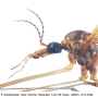 Tipula (Lunatipula) alpina : body part(s) - head and thorax