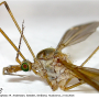 Tipula (Lunatipula) alpina : body part(s) - head and thorax