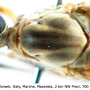 Tipula (Lunatipula) alpina : body part(s) - thorax