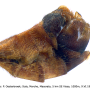 Tipula (Lunatipula) alpina : hypopygium