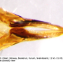 Tipula (Lunatipula) alpina : ovipositor