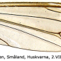 Tipula (Lunatipula) alpina : wing