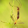 Tipula (Lunatipula) bezzii : habitus - copula