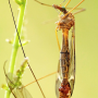 Tipula (Lunatipula) bezzii : habitus - female