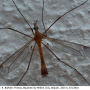 Tipula (Lunatipula) bezzii : habitus - male