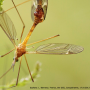 Tipula (Lunatipula) bezzii : habitus - male