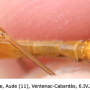 Tipula (Lunatipula) bezzii : body part(s) - abdomen