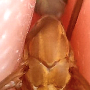 Tipula (Lunatipula) bezzii : body part(s) - thorax