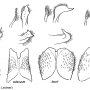 Tipula (Lunatipula) bezzii : hypopygium