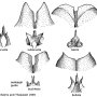 Tipula (Lunatipula) bezzii : hypopygium