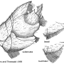 Tipula (Lunatipula) bezzii : hypopygium