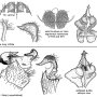 Tipula (Lunatipula) bezzii : hypopygium