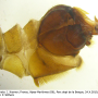 Tipula (Lunatipula) bezzii : hypopygium