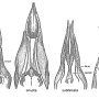 Tipula (Lunatipula) bezzii : ovipositor