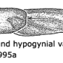 Tipula (Lunatipula) bezzii : ovipositor