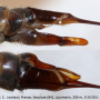 Tipula (Lunatipula) bezzii : ovipositor