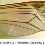 Tipula (Lunatipula) bezzii : wing